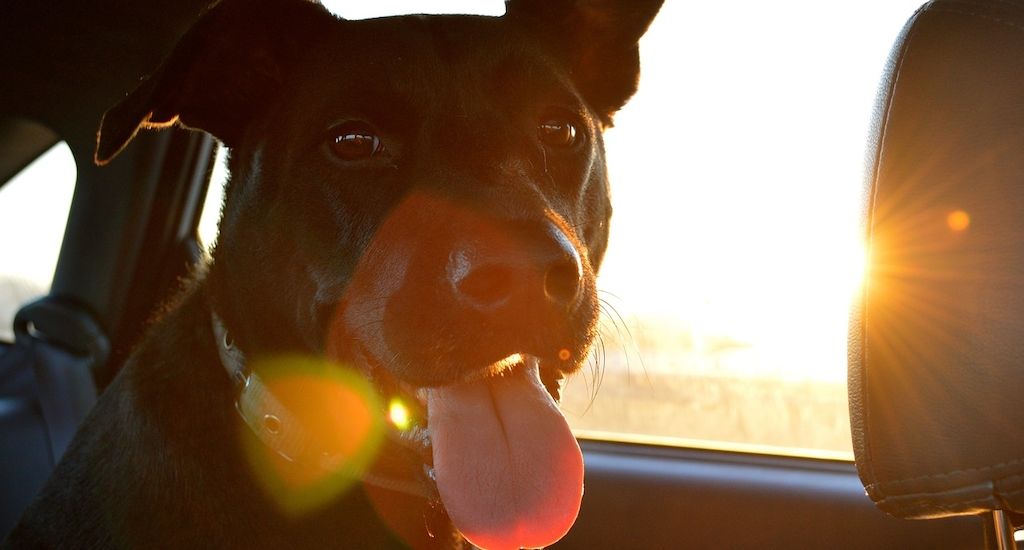 Experten über die Rechtslage, wenn Hunde bei Hitze im Auto gelassen werden!